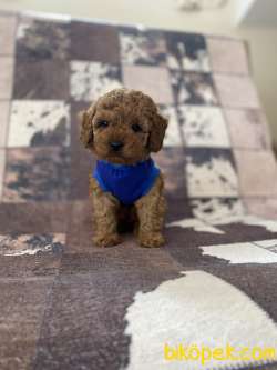 Dişi Red Toy Poodle Yavrumuz 1
