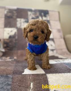 Dişi Red Toy Poodle Yavrumuz 2