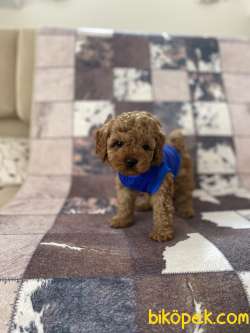 Dişi Red Toy Poodle Yavrumuz 4