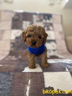 Dişi Red Toy Poodle Yavrumuz 3