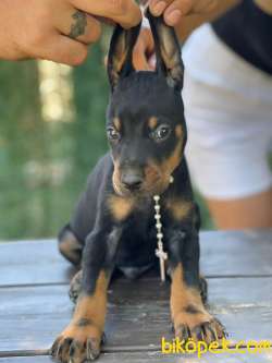 Disi Safkan Doberman Yavrularimjz 3