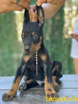 Disi Safkan Doberman Yavrularimjz 2