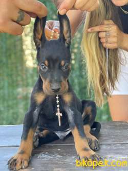 Disi Safkan Doberman Yavrularimjz 1