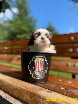 Disi Shih Tzu Yavrularimiz Yeni Ailelerini Beklemekte 2