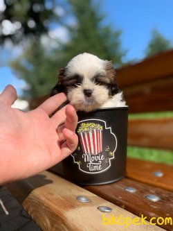 Disi Shih Tzu Yavrularimiz Yeni Ailelerini Beklemekte 3