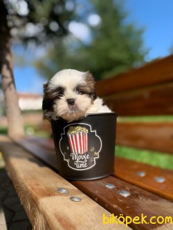Disi Shih Tzu Yavrularimiz Yeni Ailelerini Beklemekte 1