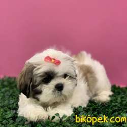 Dişi ShihTzu Yavrularımız 5