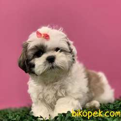 Dişi ShihTzu Yavrularımız 4