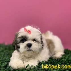 Dişi ShihTzu Yavrularımız 2