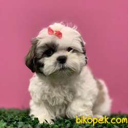 Dişi ShihTzu Yavrularımız 3