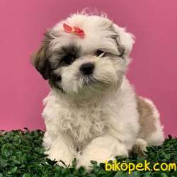 Dişi ShihTzu Yavrularımız 1