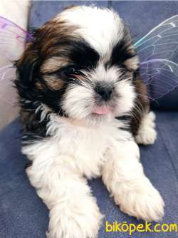 Dişi Shihtzu Yavrumuz 2