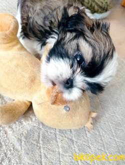 Dişi Shihtzu Yavrumuz 3