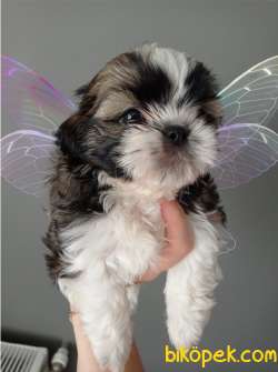 Dişi Shihtzu Yavrumuz 1
