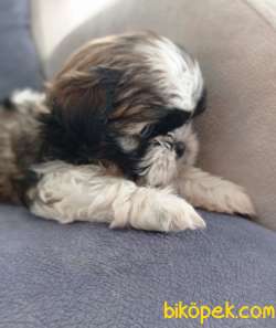 Dişi Shihtzu Yavrumuz 4
