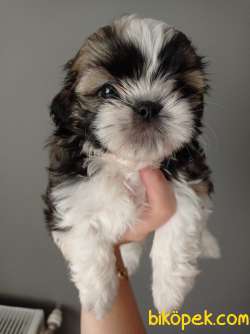 Dişi Shihtzu Yavrumuz 5
