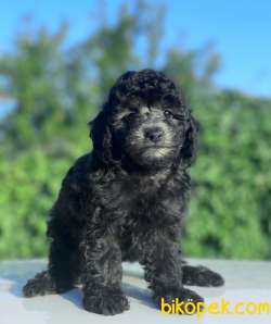 ANNE ALTINDAN SİLVER TOY POODLE BEBEKLER 1