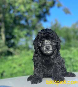 ANNE ALTINDAN SİLVER TOY POODLE BEBEKLER 2