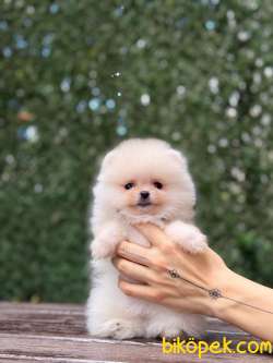 Dişi Teacup Pomeranian Boo 2