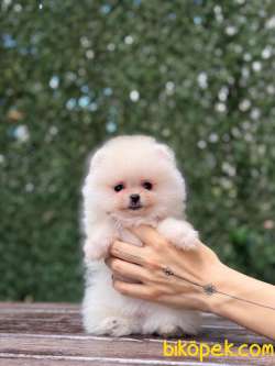 Dişi Teacup Pomeranian Boo 3