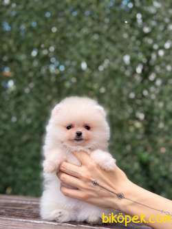 Dişi Teacup Pomeranian Boo 4