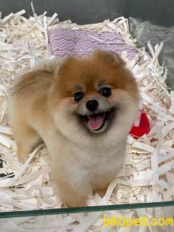 DİŞİ TEDDY BEAR FACE ORJİNAL POMERANİAN BOO 3
