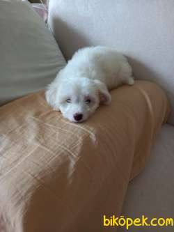 Dişi Terrier Kızım Yeni Sıcak Yuva Arıyor 5