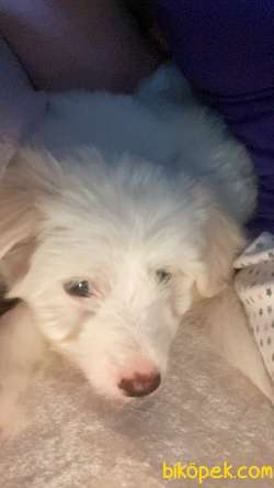 Dişi Terrier Kızım Yeni Sıcak Yuva Arıyor 3
