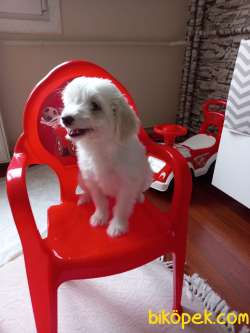 Dişi Terrier Kızım Yeni Sıcak Yuva Arıyor 1