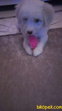 Dişi Terrier Kızım Yeni Sıcak Yuva Arıyor 2