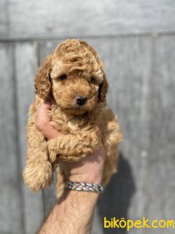 TOY BOY POODLE YAVRUMUZ 1