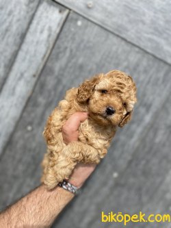 TOY BOY POODLE YAVRUMUZ 3