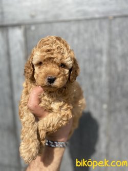TOY BOY POODLE YAVRUMUZ 2