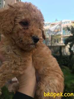 Dişi Toy Poodle Yavru 2