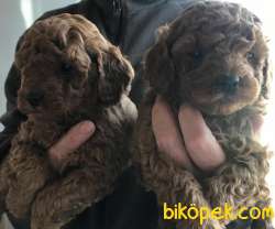 Dişi Toy Poodle Yavru 3