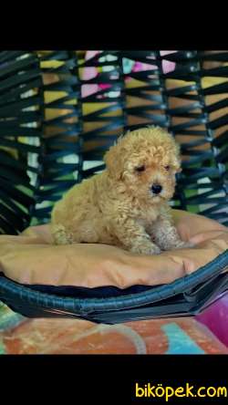 Dişi Toy Poodle Yavru 3