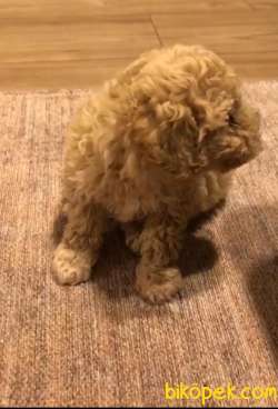 Dişi Toy Poodle Yavru 2