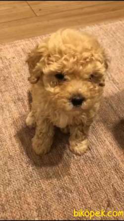 Dişi Toy Poodle Yavru 1