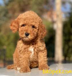 DİŞİ TOY POODLE YAVRUMUZ 1