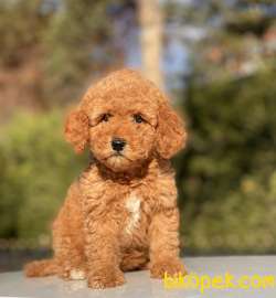 DİŞİ TOY POODLE YAVRUMUZ 4