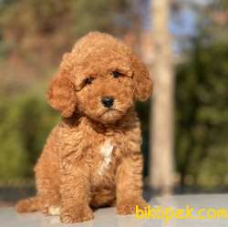 DİŞİ TOY POODLE YAVRUMUZ 5