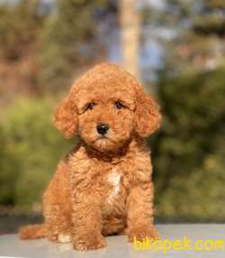 DİŞİ TOY POODLE YAVRUMUZ 3