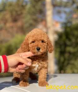 DİŞİ TOY POODLE YAVRUMUZ 2