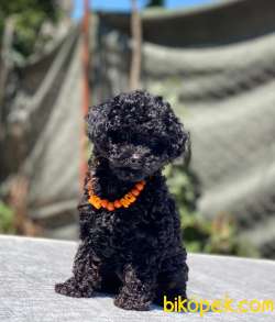 Dişi Toy Poodle Yavrumuz 2
