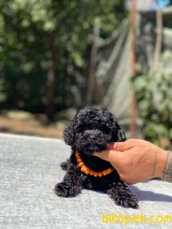 Dişi Toy Poodle Yavrumuz 5