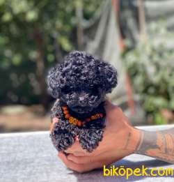 Dişi Toy Poodle Yavrumuz 1