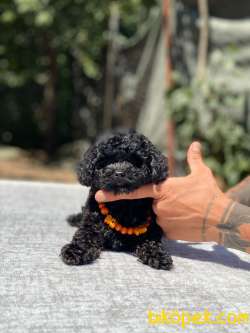 Dişi Toy Poodle Yavrumuz 3