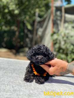 Dişi Toy Poodle Yavrumuz 4