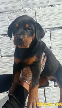 Dişi Üst Kalite Doberman Yavrular 1