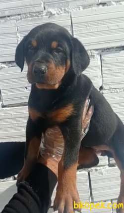 Dişi Üst Kalite Doberman Yavrular 3